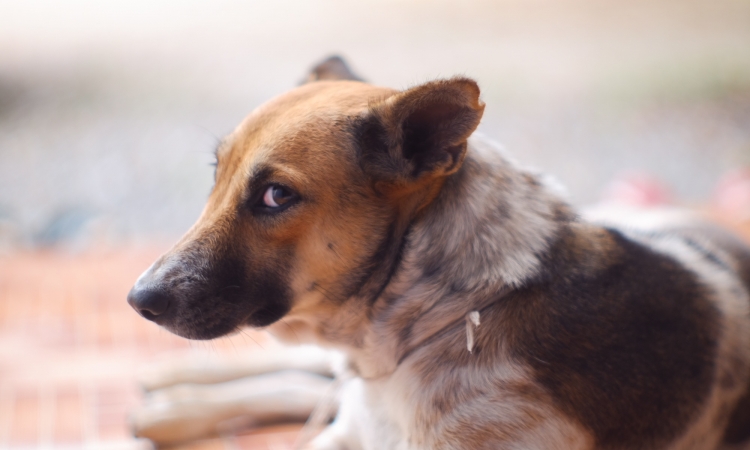 Iperplasia Prostatica nel cane, cos’è e come posso controllarla?